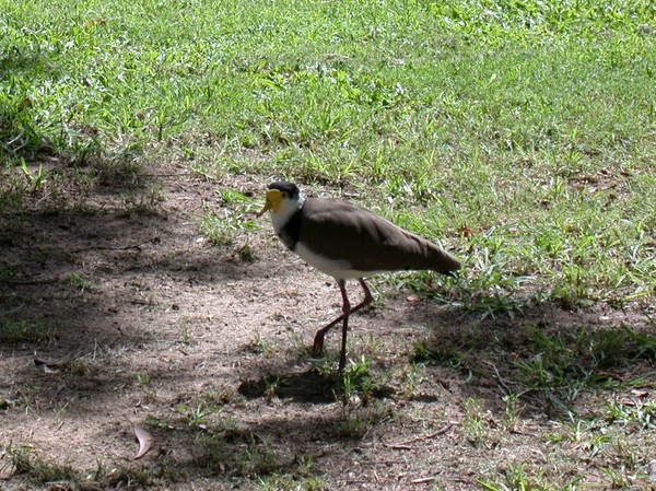 Masked Lapwing